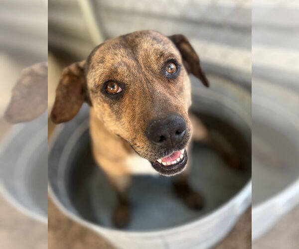 Medium Photo #6 Mountain Cur-Unknown Mix Puppy For Sale in Lancaster, CA, USA