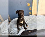 Small #2 Staffordshire Bull Terrier Mix