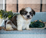 Small Photo #11 Shih Tzu Puppy For Sale in SUGARCREEK, OH, USA