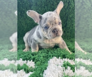 French Bulldog Puppy for sale in DAYTONA BEACH, FL, USA