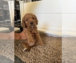 Small #3 Goldendoodle (Miniature)