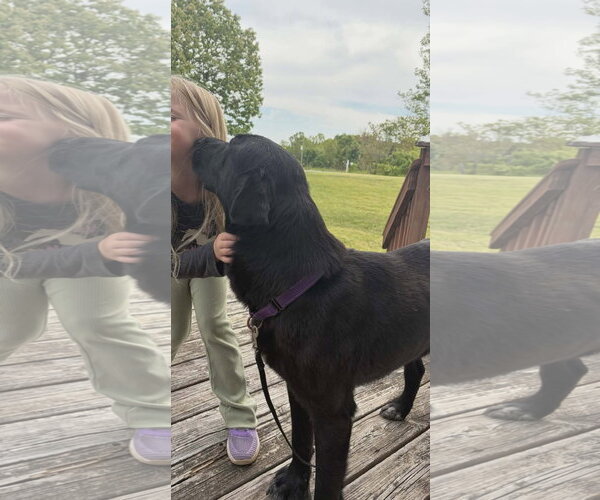 Medium Photo #5 Mutt Puppy For Sale in Rustburg, VA, USA