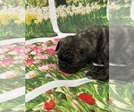 Small Photo #14 Pug Puppy For Sale in BRIDGEPORT, CT, USA
