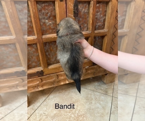 Medium Photo #18 Shih Apso Puppy For Sale in SCOTTSDALE, AZ, USA