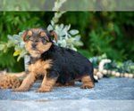Small #2 Yorkshire Terrier