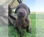 Small Photo #9 Labrador Retriever Puppy For Sale in ROYAL CITY, WA, USA