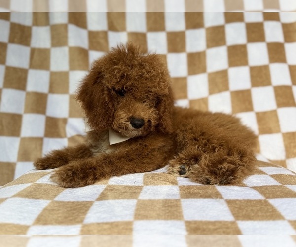 Medium Photo #3 Cock-A-Poo Puppy For Sale in LAKELAND, FL, USA