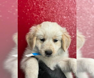 Mutt Dogs for adoption in Visalia, CA, USA