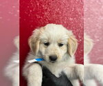 A257251 - Male Mutt Dog for Adoption - Small photo