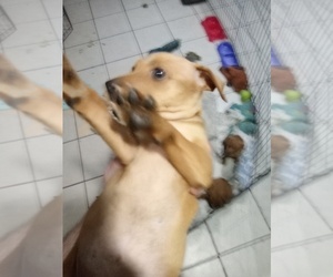 Miniature Pinscher Puppy for Sale in S PASADENA, Florida USA