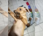 Small Miniature Pinscher