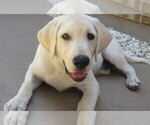 Small Photo #16 Labrador Retriever Puppy For Sale in PLANO, TX, USA