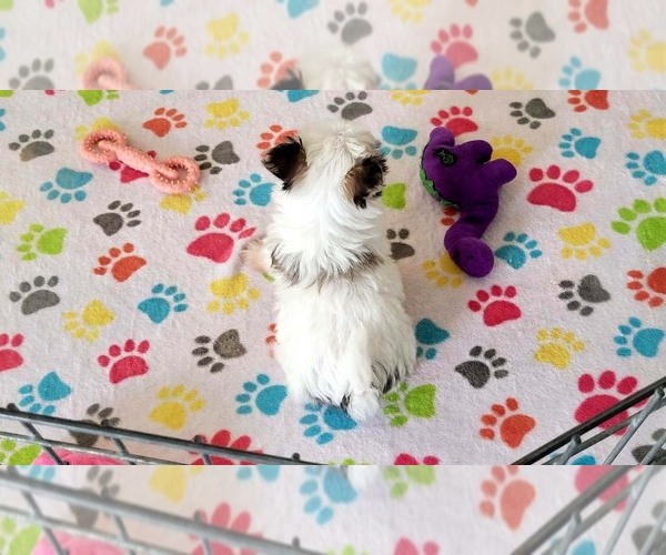 Medium Photo #10 Papitese Puppy For Sale in ORO VALLEY, AZ, USA