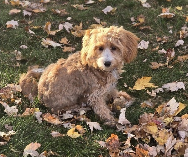 Medium Photo #1 Cavapoo Puppy For Sale in BATESVILLE, IN, USA