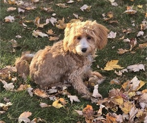 Mother of the Cavapoo puppies born on 03/12/2025