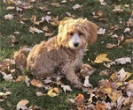Small Photo #1 Cavapoo Puppy For Sale in BATESVILLE, IN, USA