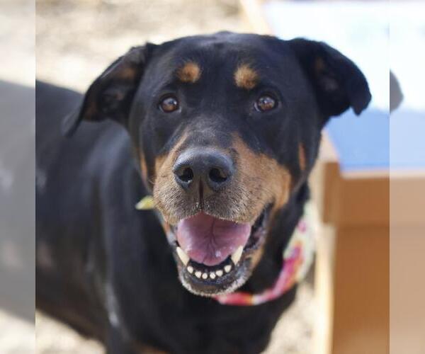 Medium Photo #1 Rottweiler Puppy For Sale in San Antonio, TX, USA