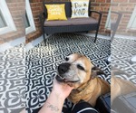 Small #2 American Staffordshire Terrier Mix