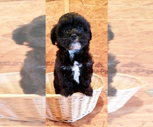 Maltese-Poodle (Toy) Mix Puppy for sale in PINK HILL, NC, USA