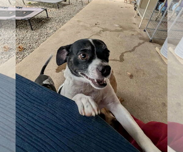 Medium Photo #3 Rat Terrier Puppy For Sale in Mount Laurel, NJ, USA