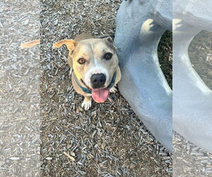 American Pit Bull Terrier-Unknown Mix Dogs for adoption in Dallas, TX, USA