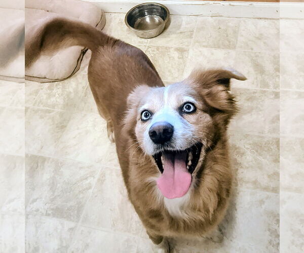 Medium Photo #3 Australian Shepherd-Unknown Mix Puppy For Sale in Raleigh, NC, USA