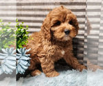 Small #1 Cavapoo-Poodle (Standard) Mix