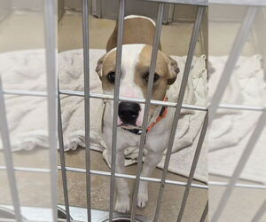 Labrador Retriever-Unknown Mix Dogs for adoption in Decatur, IL, USA