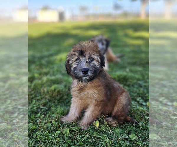 Medium Photo #2 Soft Coated Wheaten Terrier Puppy For Sale in PHELAN, CA, USA