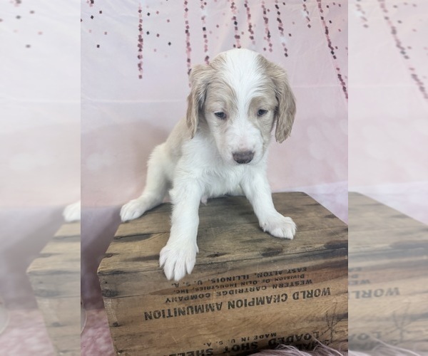 Medium Photo #17 Aussie-Poo-Goldendoodle Mix Puppy For Sale in COMMERCE, MI, USA