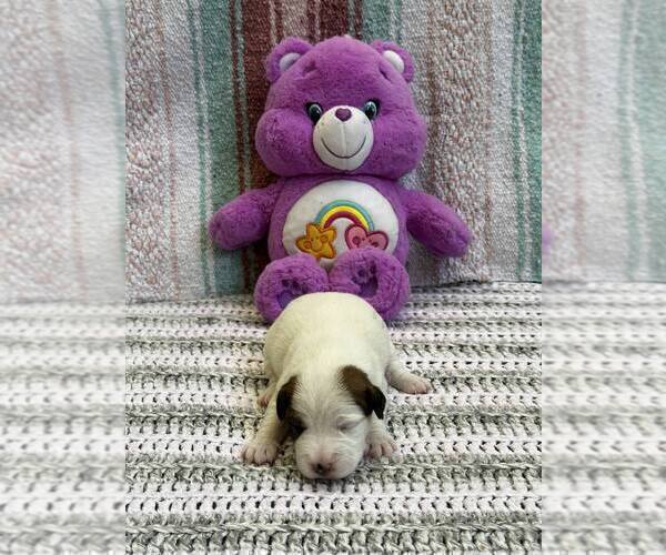 Medium Photo #6 Parson Russell Terrier Puppy For Sale in TEMECULA, CA, USA