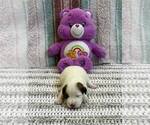 Small Photo #6 Parson Russell Terrier Puppy For Sale in TEMECULA, CA, USA
