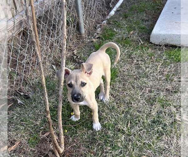 Medium Photo #19 Black Mouth Cur-Labrador Retriever Mix Puppy For Sale in Rockaway, NJ, USA