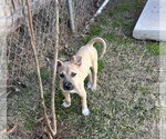 Small #18 Black Mouth Cur-Labrador Retriever Mix