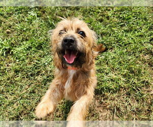 Mutt Dogs for adoption in Springfield, MA, USA