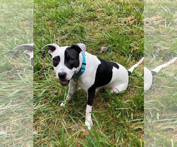 Medium Photo #19 American Pit Bull Terrier Puppy For Sale in Germantown, OH, USA