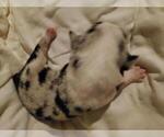 Small Photo #2 Aussie-Corgi Puppy For Sale in BRIGGSDALE, CO, USA