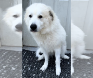 Great Pyrenees Dogs for adoption in Thomasville, NC, USA