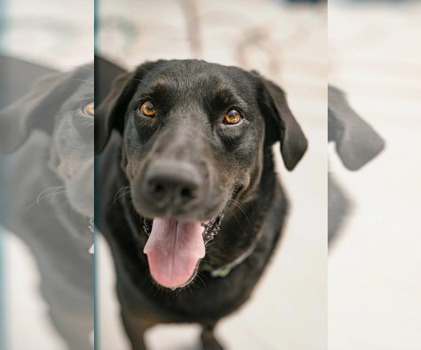 Medium Photo #2 Labrador Retriever Puppy For Sale in Fort Worth, TX, USA