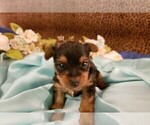 Small Photo #4 Yorkshire Terrier Puppy For Sale in ARLINGTON, TX, USA