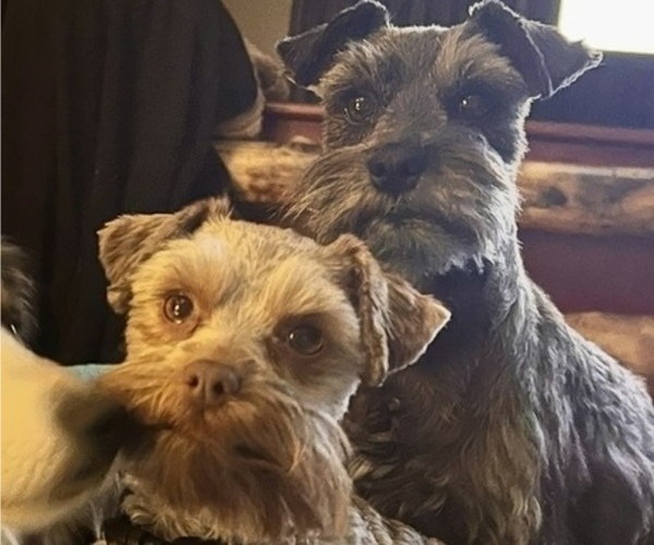 Medium Photo #1 Miniature Schnauzzie Puppy For Sale in DELTA, CO, USA