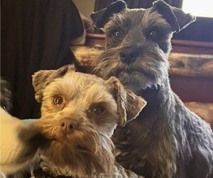 Mother of the Miniature Schnauzzie puppies born on 03/25/2025