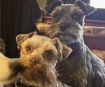Small Photo #1 Miniature Schnauzzie Puppy For Sale in DELTA, CO, USA