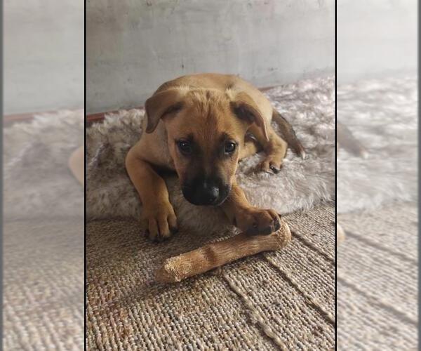 Medium Photo #1 German Shepherd Dog-Unknown Mix Puppy For Sale in Santa Barbara, CA, USA