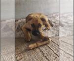 Small German Shepherd Dog Mix