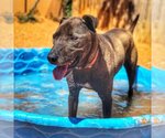 Small Photo #1 American Staffordshire Terrier-Labrador Retriever Mix Puppy For Sale in Kanab, UT, USA