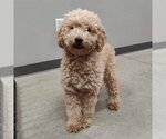 Small Photo #1 Goldendoodle (Miniature) Puppy For Sale in St. Louis Park, MN, USA