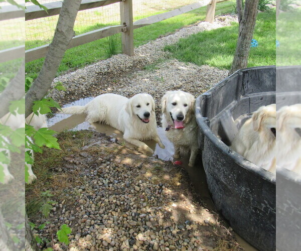 Medium Photo #55 English Cream Golden Retriever Puppy For Sale in NORTHWOOD, OH, USA