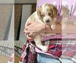 Small Photo #2 Cavapoo Puppy For Sale in GARDNERS, PA, USA