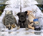 Small Photo #67 French Bulldog Puppy For Sale in MIMS, FL, USA
